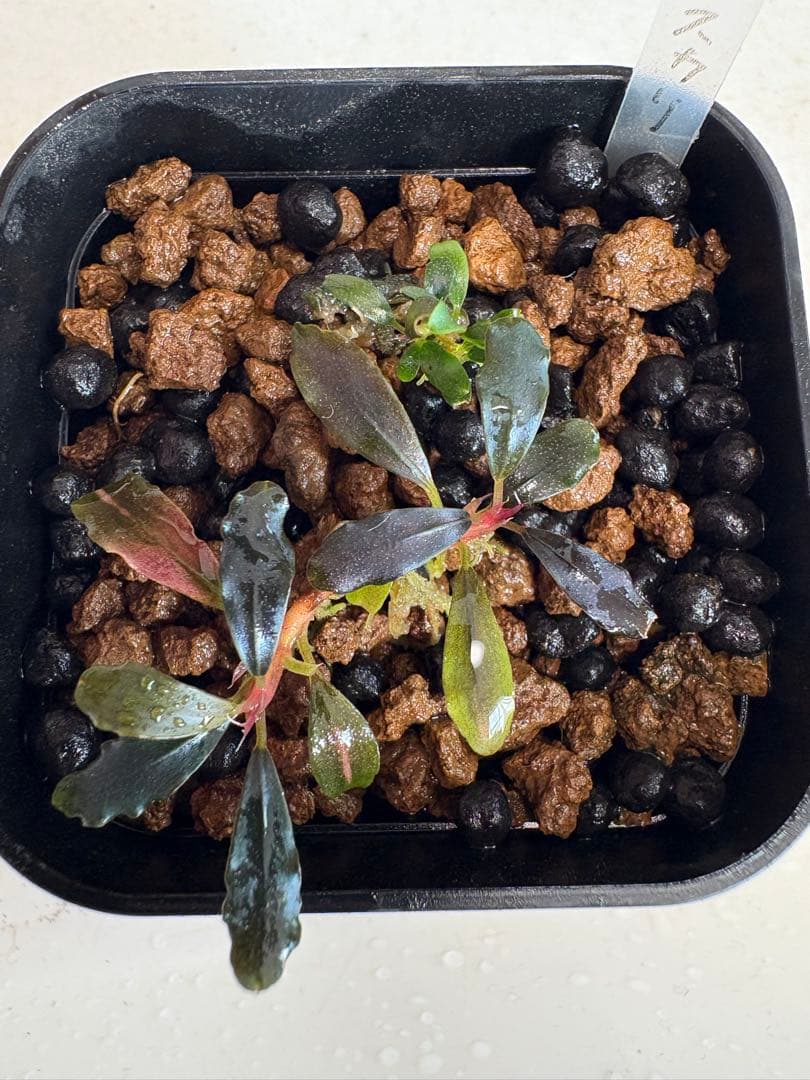 ブセファランドラ ゴーストカリマンタン 3株まとめて