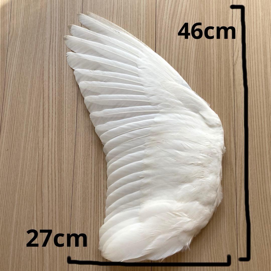 ダイサギの翼標本と尾標本