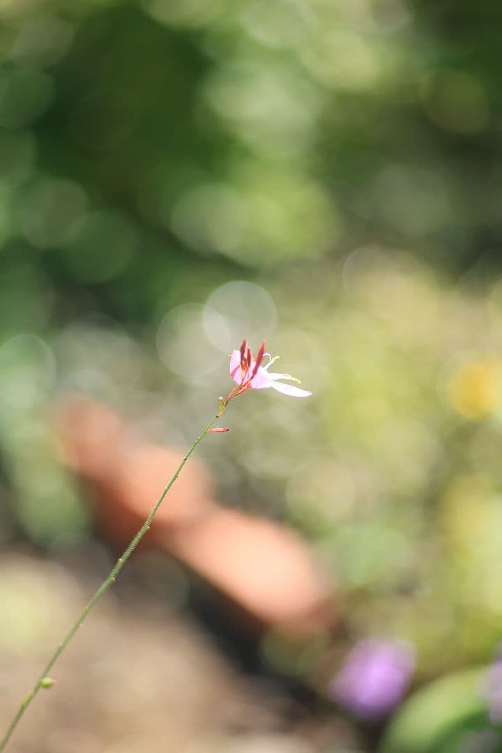 《希少》CANON New FD 100mm F2 【良品】