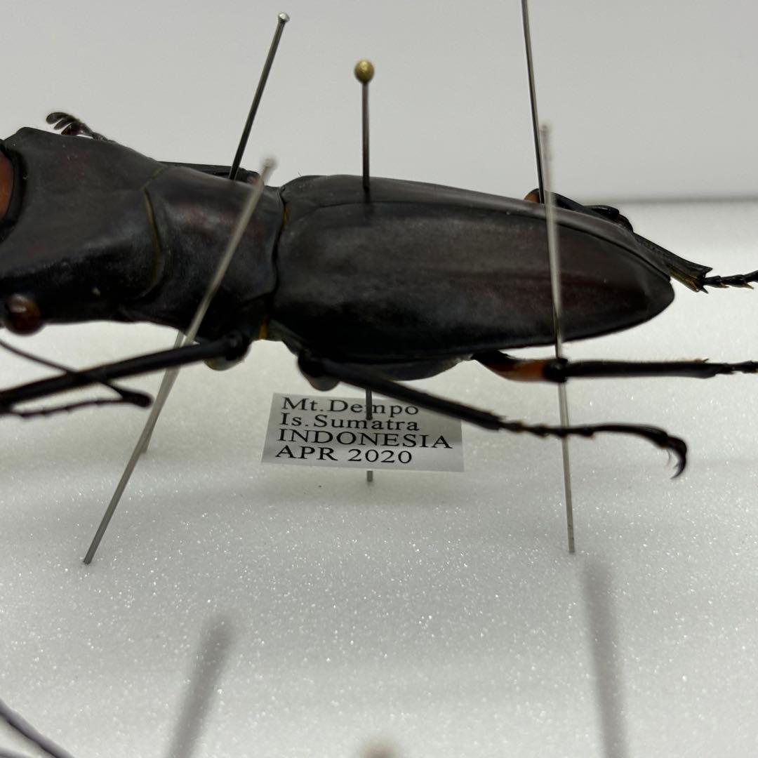 標本 エラフスホソタカクワガタ ドイツ箱