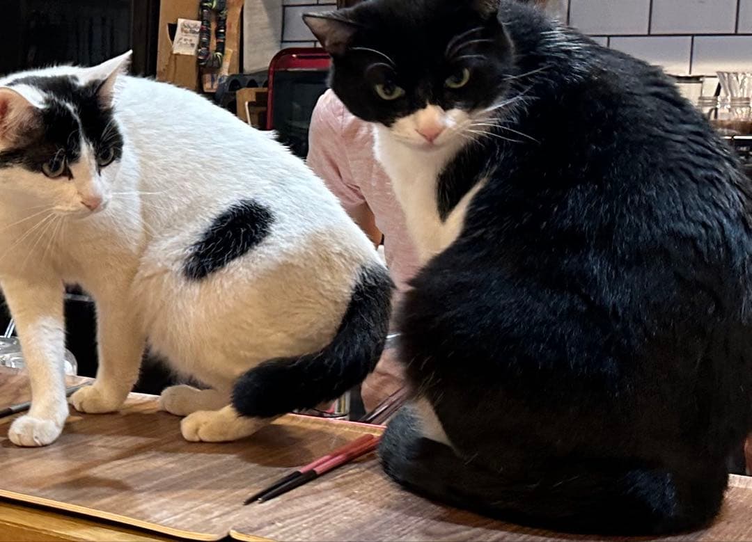 ggk　猫2 vongon polyprase