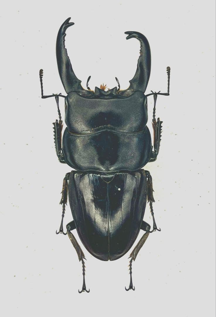 野外アルキデスヒラタクワガタ珍品