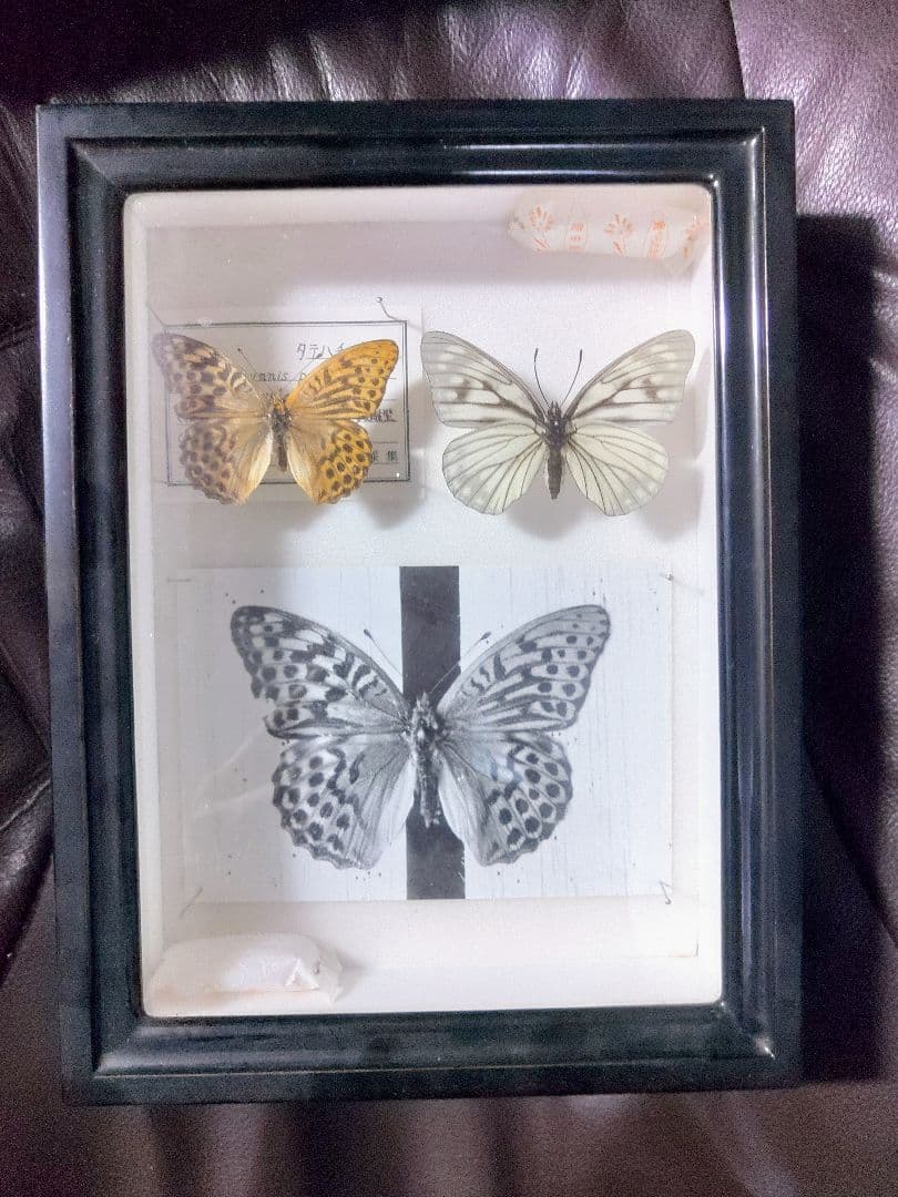 ミドリヒョウモン雌雄型とゴマダラチョウ白化型の標本セット