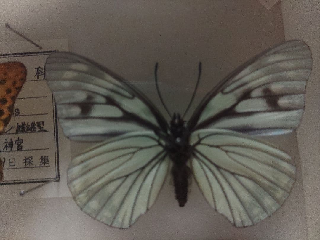 ミドリヒョウモン雌雄型とゴマダラチョウ白化型の標本セット