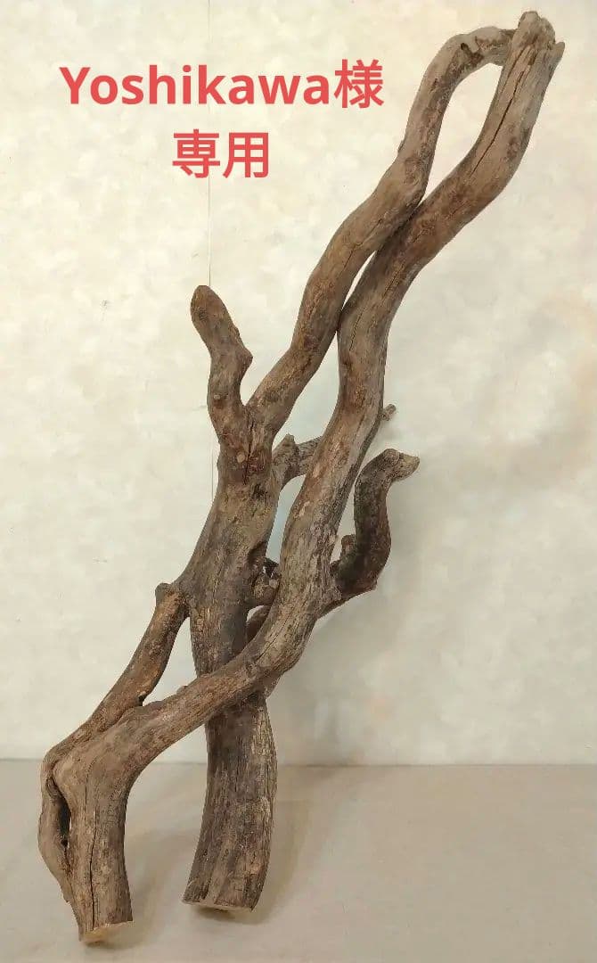 【超希少】アクアリウム・DIY向け 超特大塊根ブランチウッド流木 約80cm