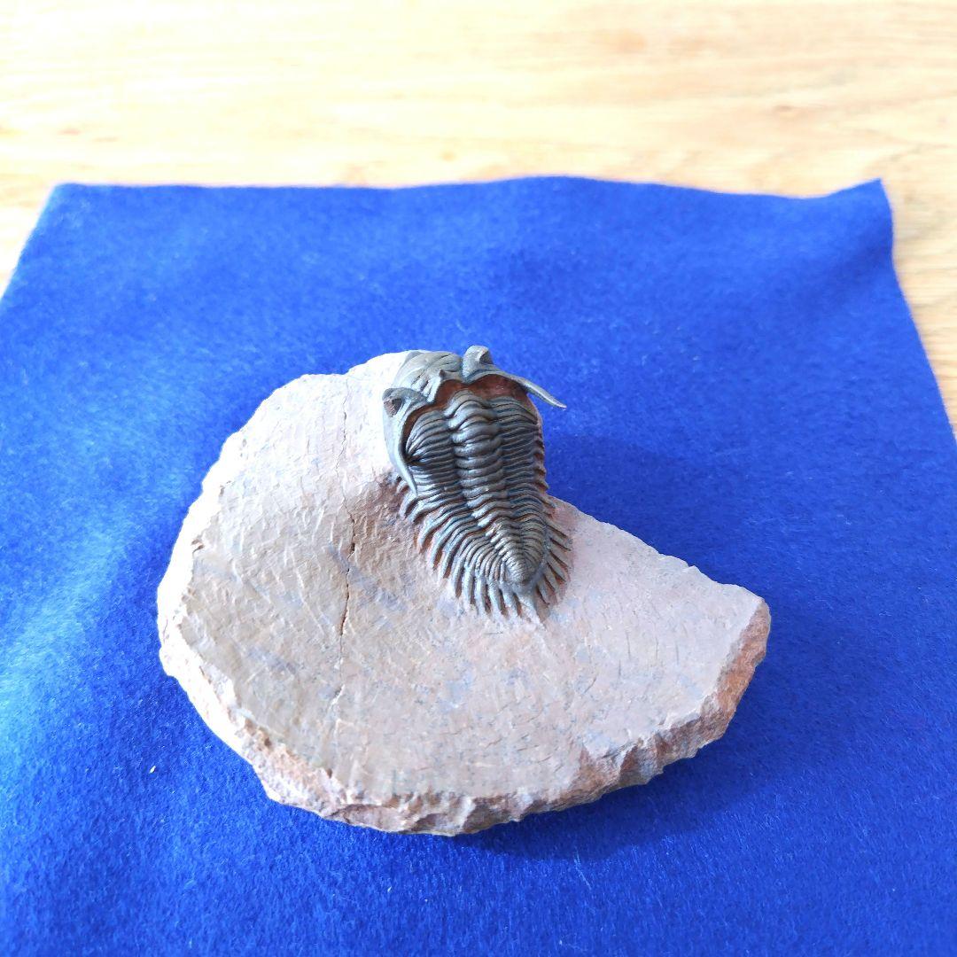 超美麗！ メタカンティナ 三葉虫 希少 最高級