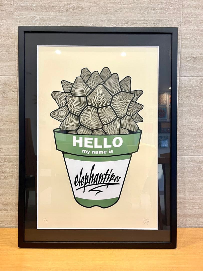 GIRUVI Dioscorea Elephantipes 亀甲竜