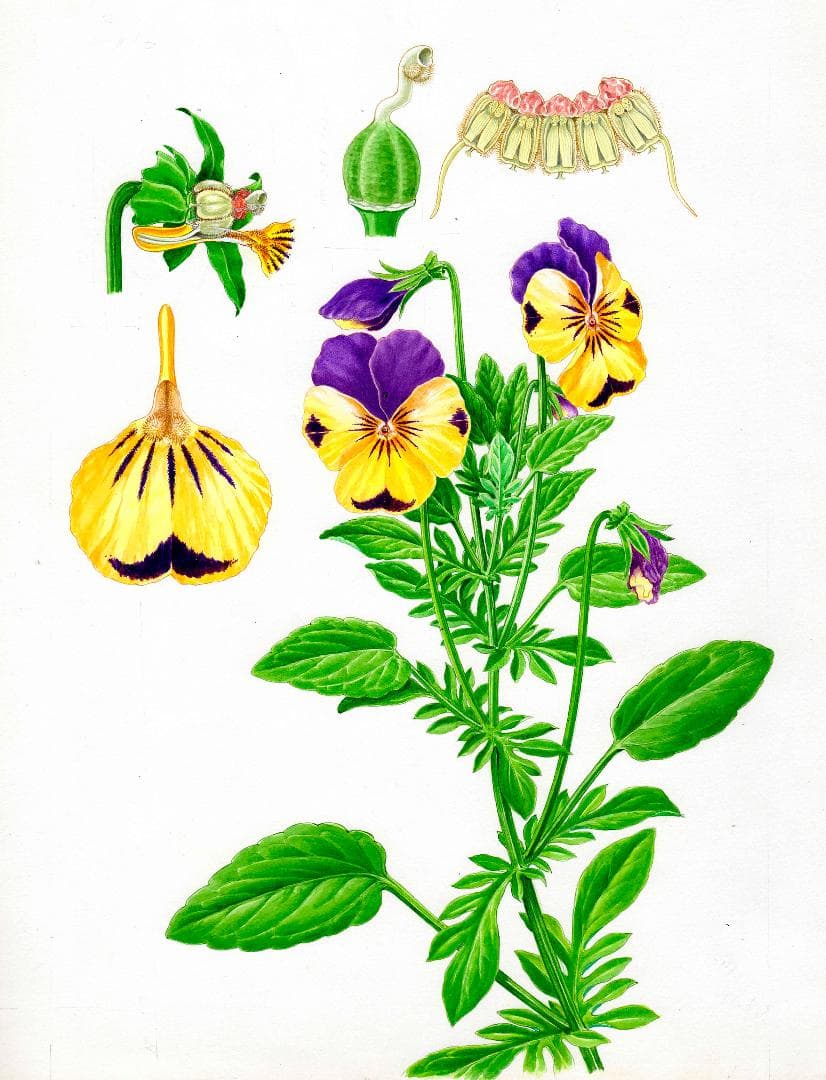 【絵画】ボタニカルアート　「パンジー」原画