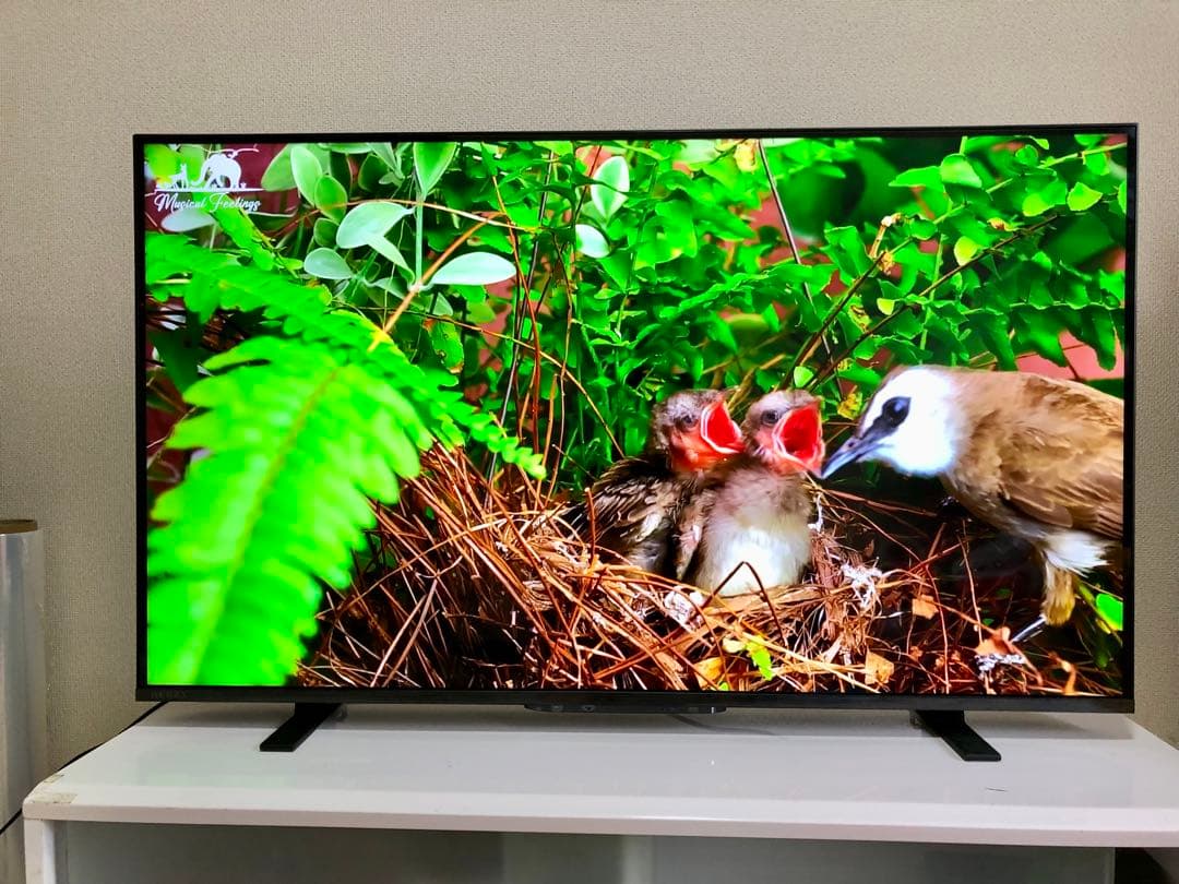 TOSHIBA 43V型 液晶テレビ REGZA 43M550L2024年製