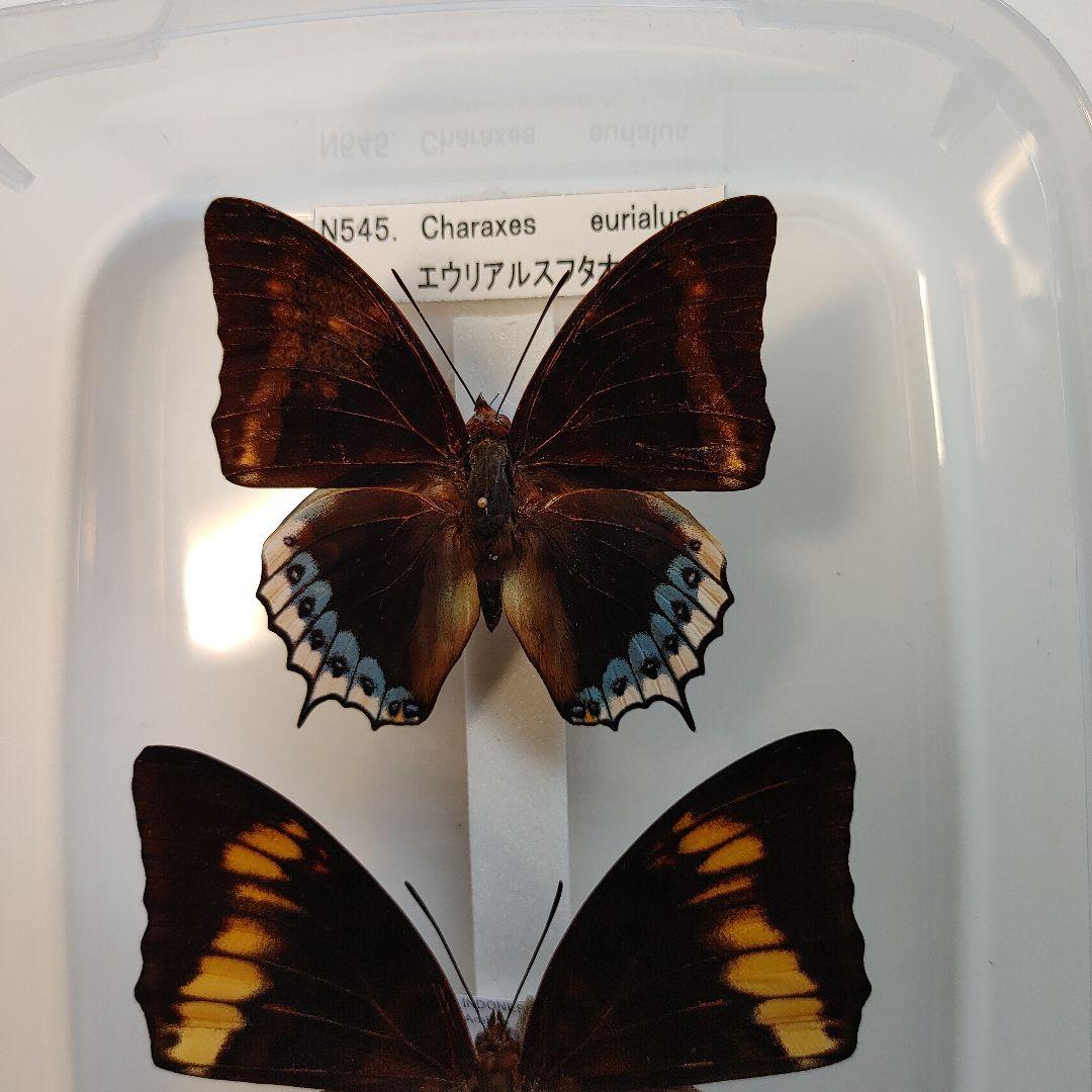 フタオ蝶　　珍品