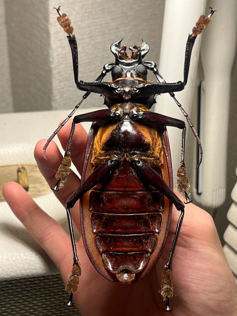 【121mm】タイタンオオウスバカミキリ カブトムシクワガタハナムグリ昆虫標本