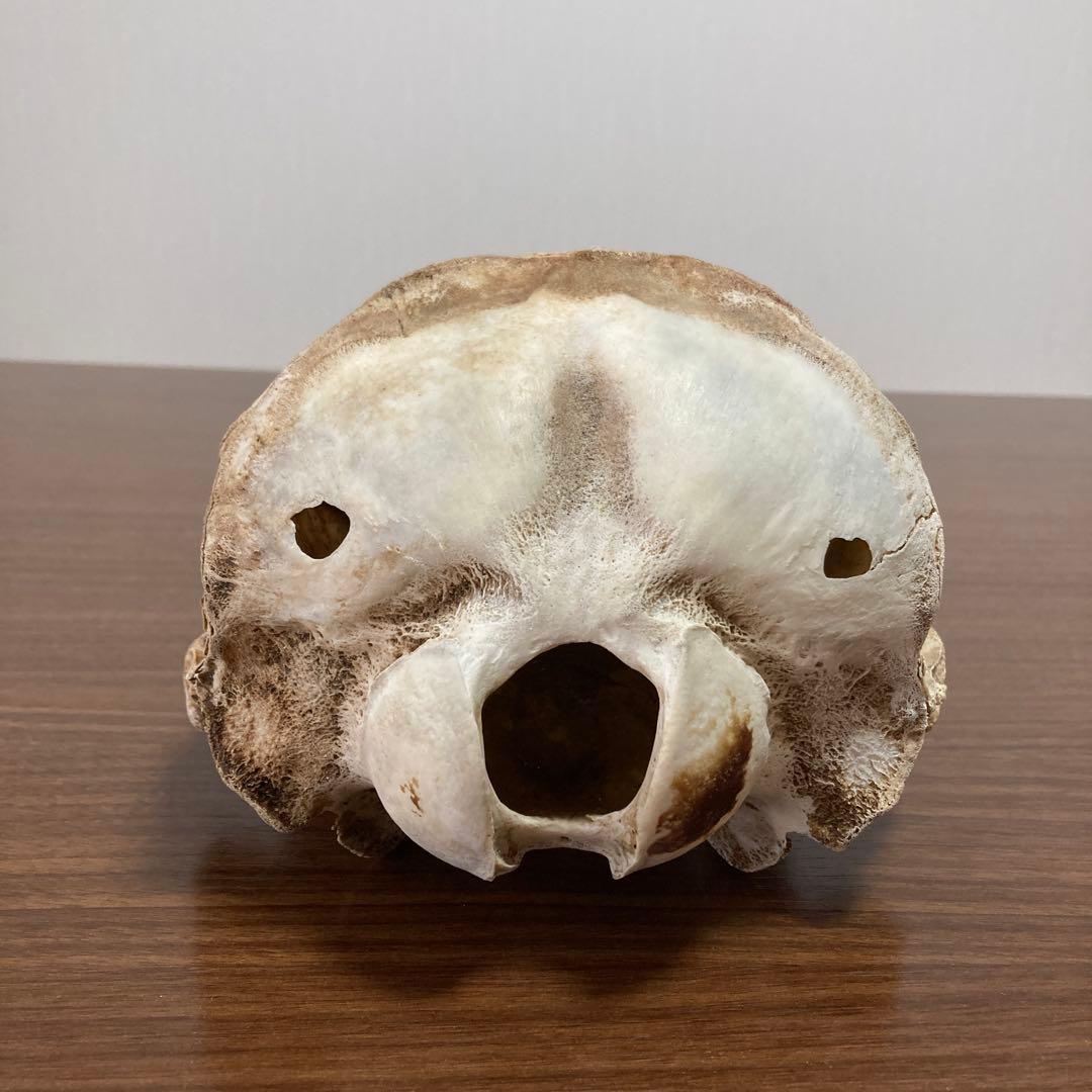 イルカの骨　骨格標本