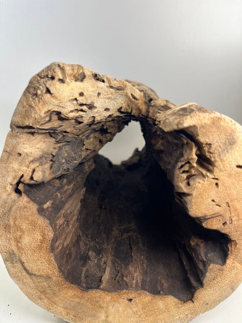 V95 アク抜き済み流木 爬虫類シェルター 登り木 インテリア 生け花