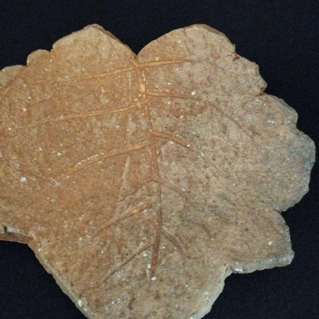 辻清明　信楽　木の葉皿