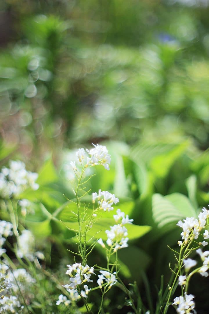 CANON FL 50mm F1.4 （Ⅰ） 【光学美品・分解清掃済】