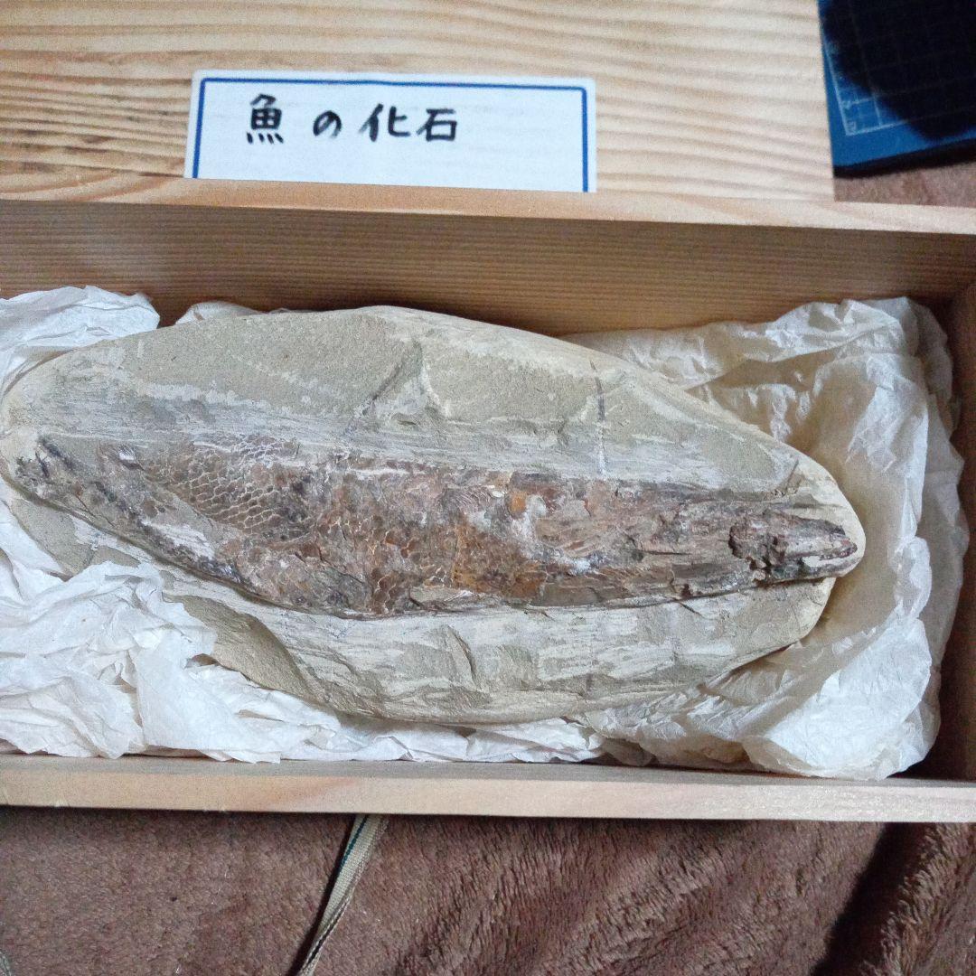 魚の化石