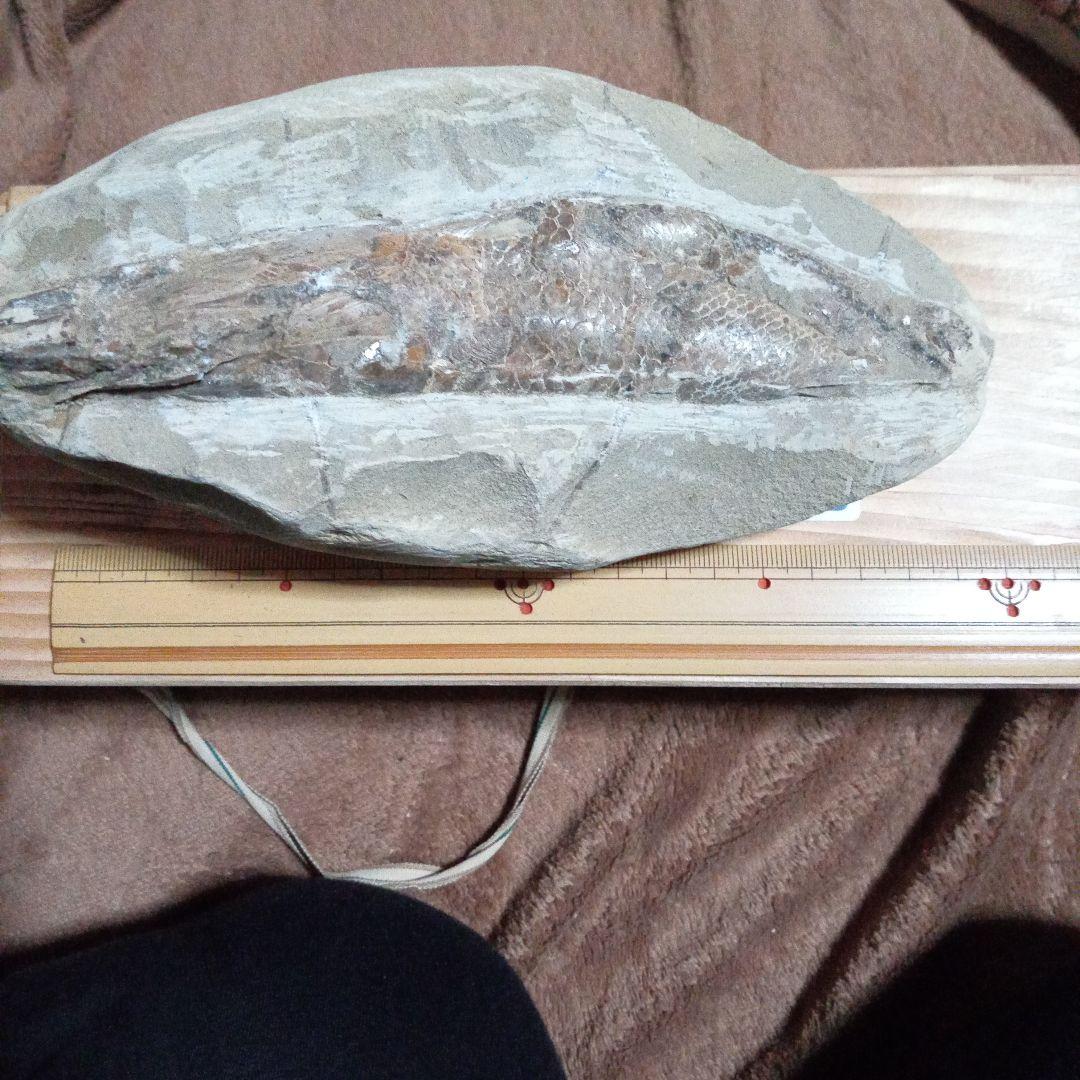 魚の化石