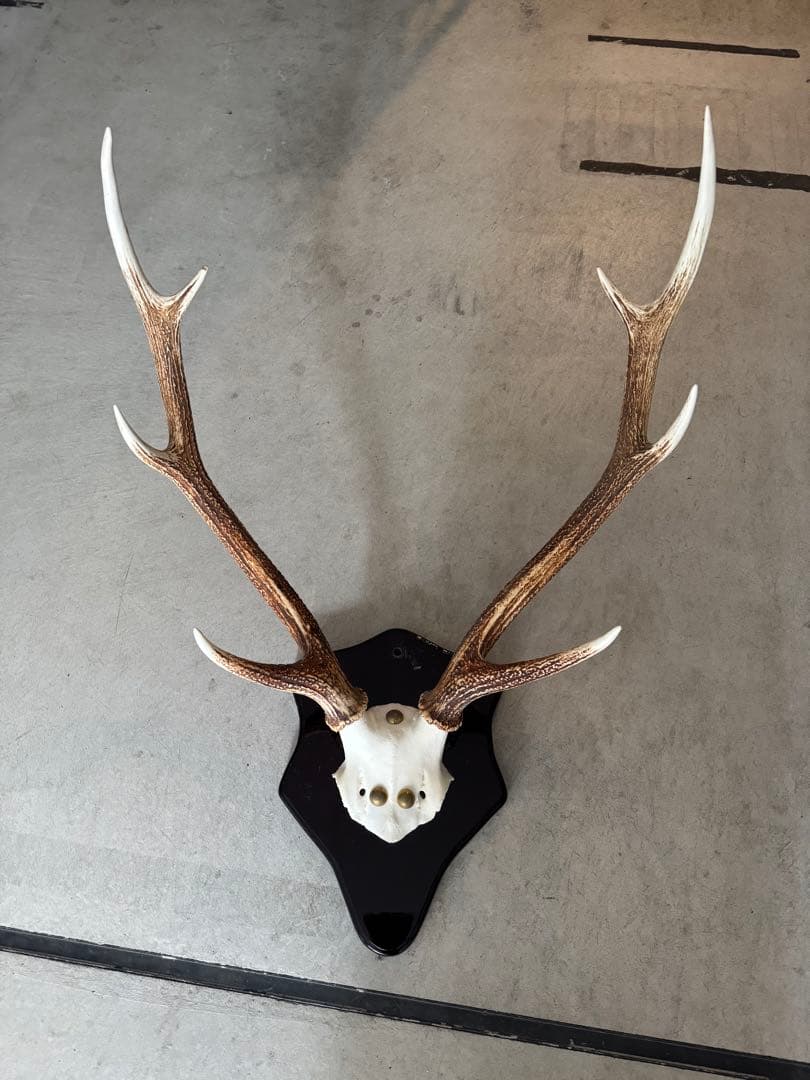 鹿の角　立派な北海道蝦夷鹿の角の標本