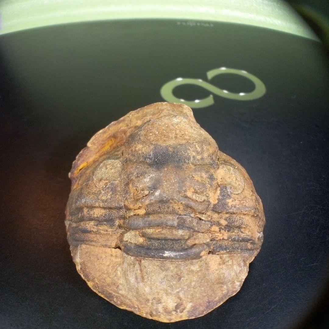 三葉虫　化石　fossil　海　ボリビア産　trilobite　ボリビア化石郡④