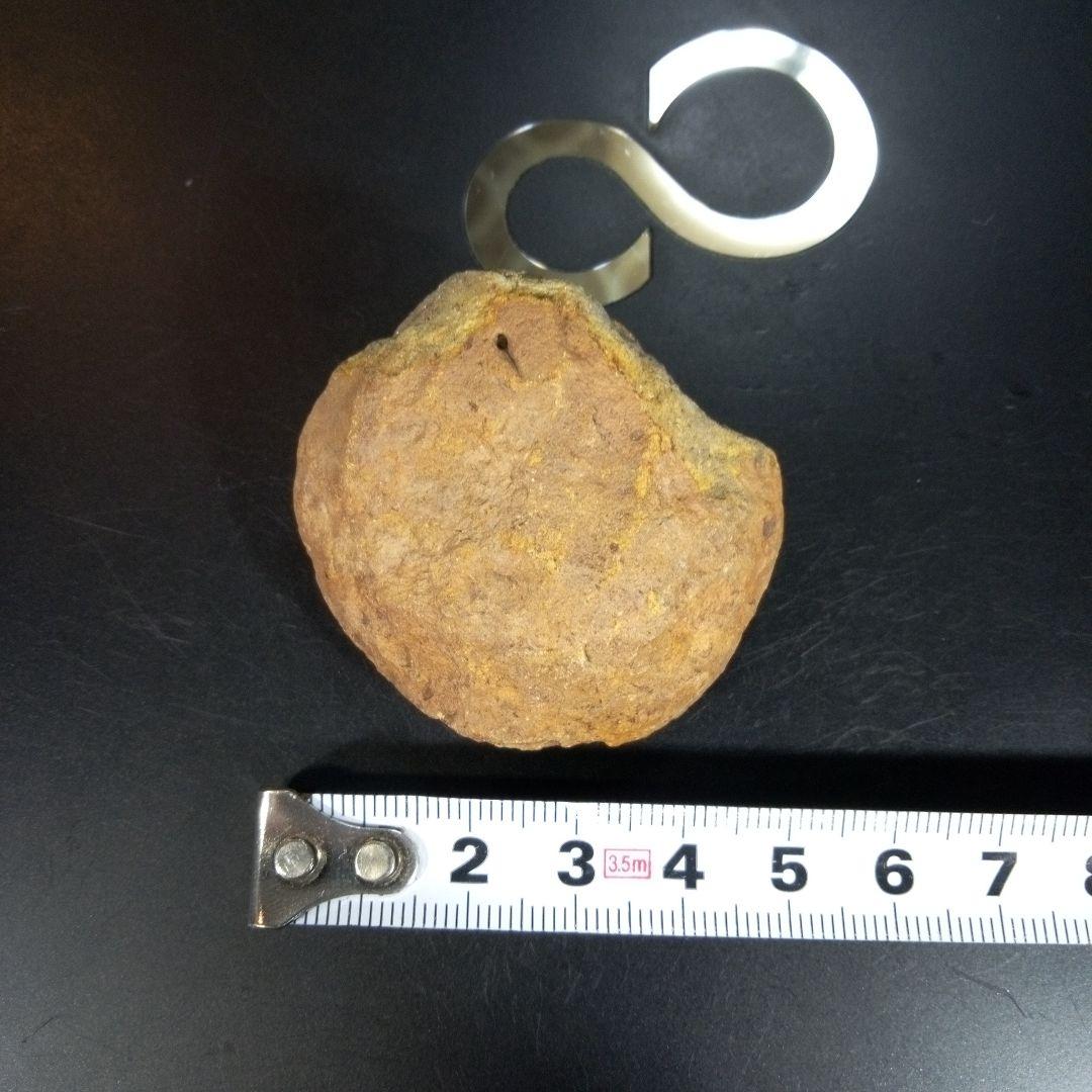 三葉虫　化石　fossil　海　ボリビア産　trilobite　ボリビア化石郡④