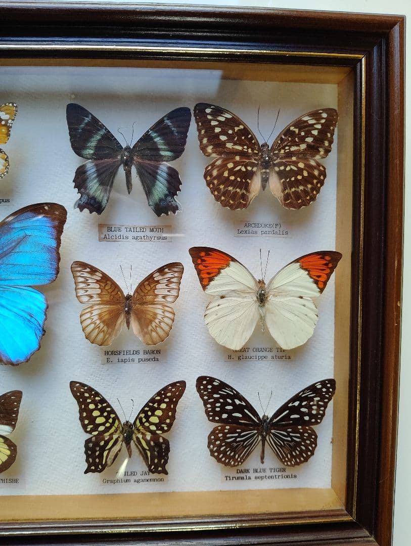 モルフォ 蝶 昆虫 標本 アート インテリア アンティーク 額装 額入り