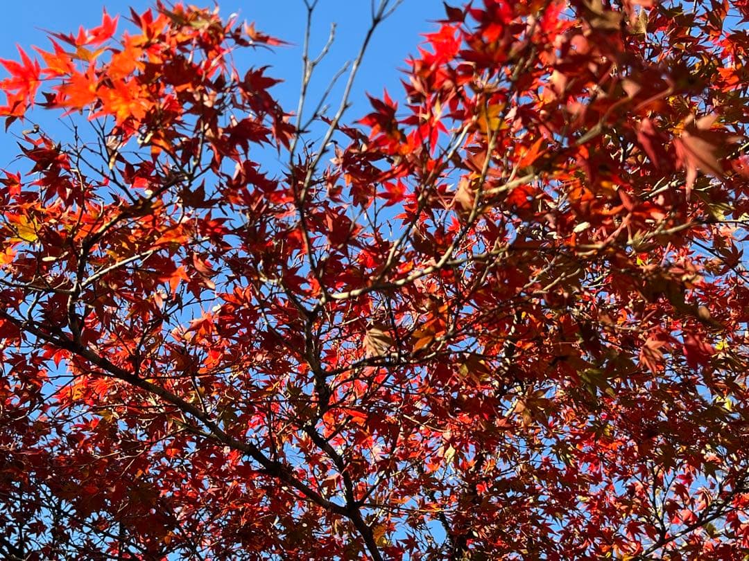 マスター兄貴  ガンプラまとめ売り