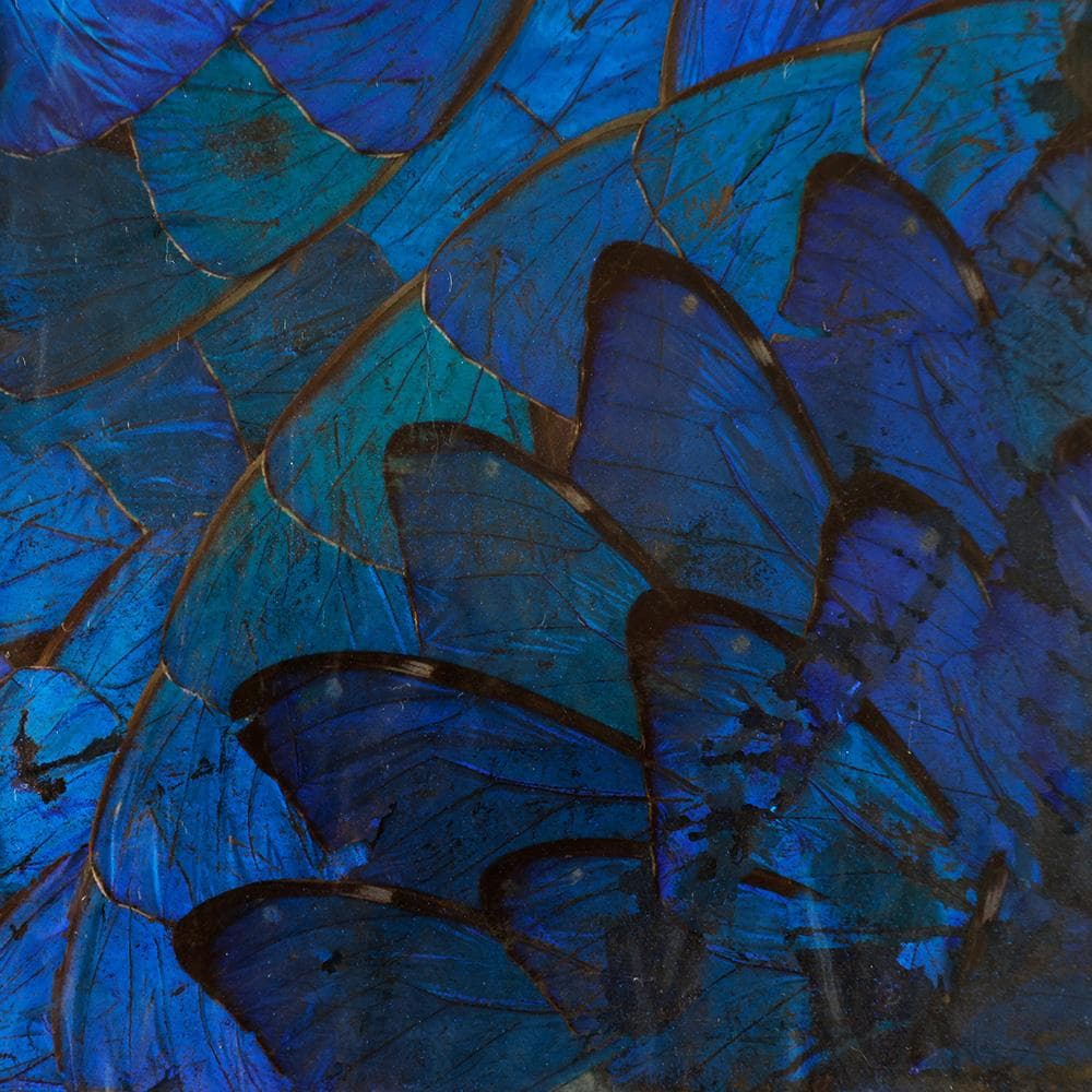 ブルーモルフォ蝶 飾り額 バタフライアート 蝶画 蝶額 標本？羽根細工