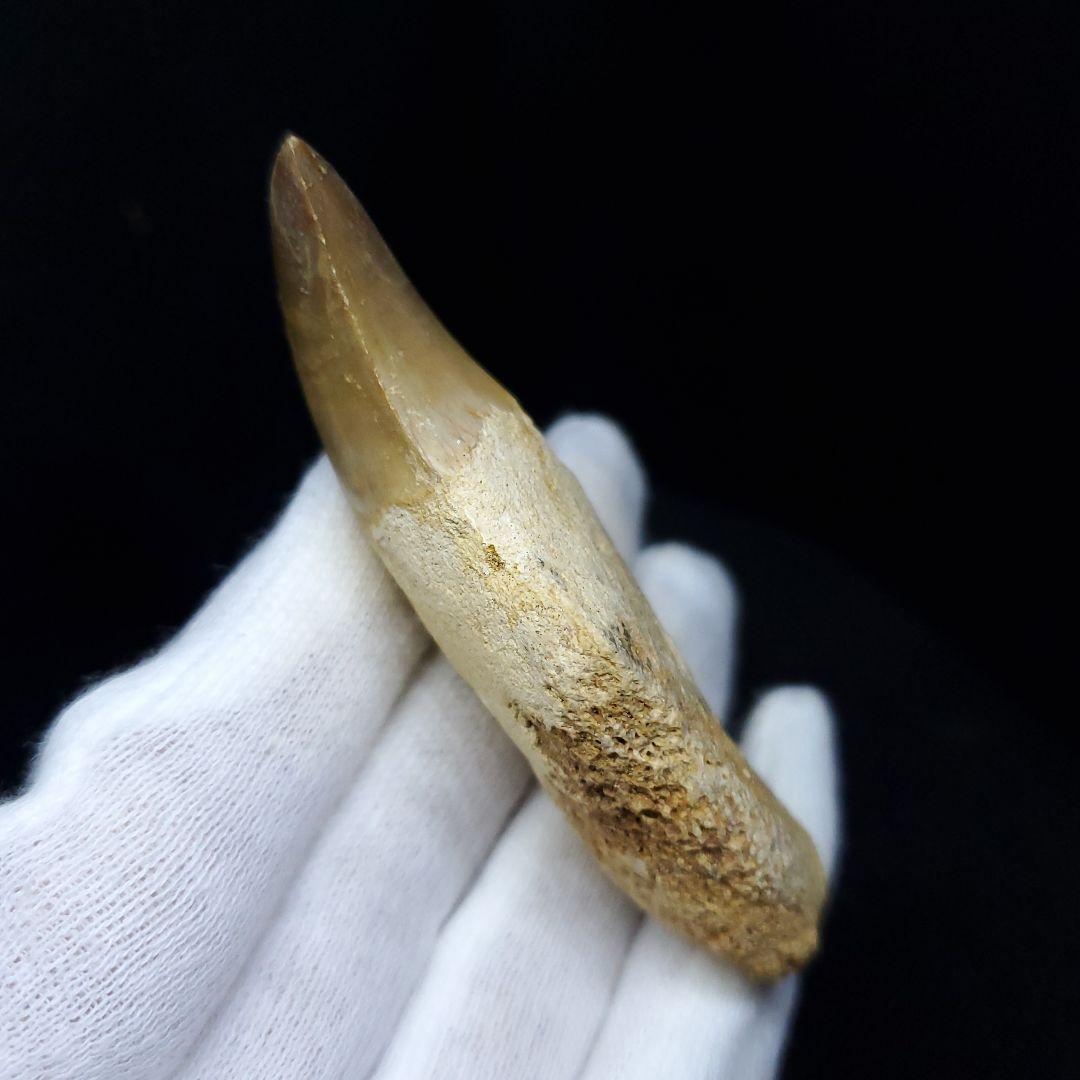 極上 歯根付き モササウルス 化石 歯 本物 70.72mm mos63