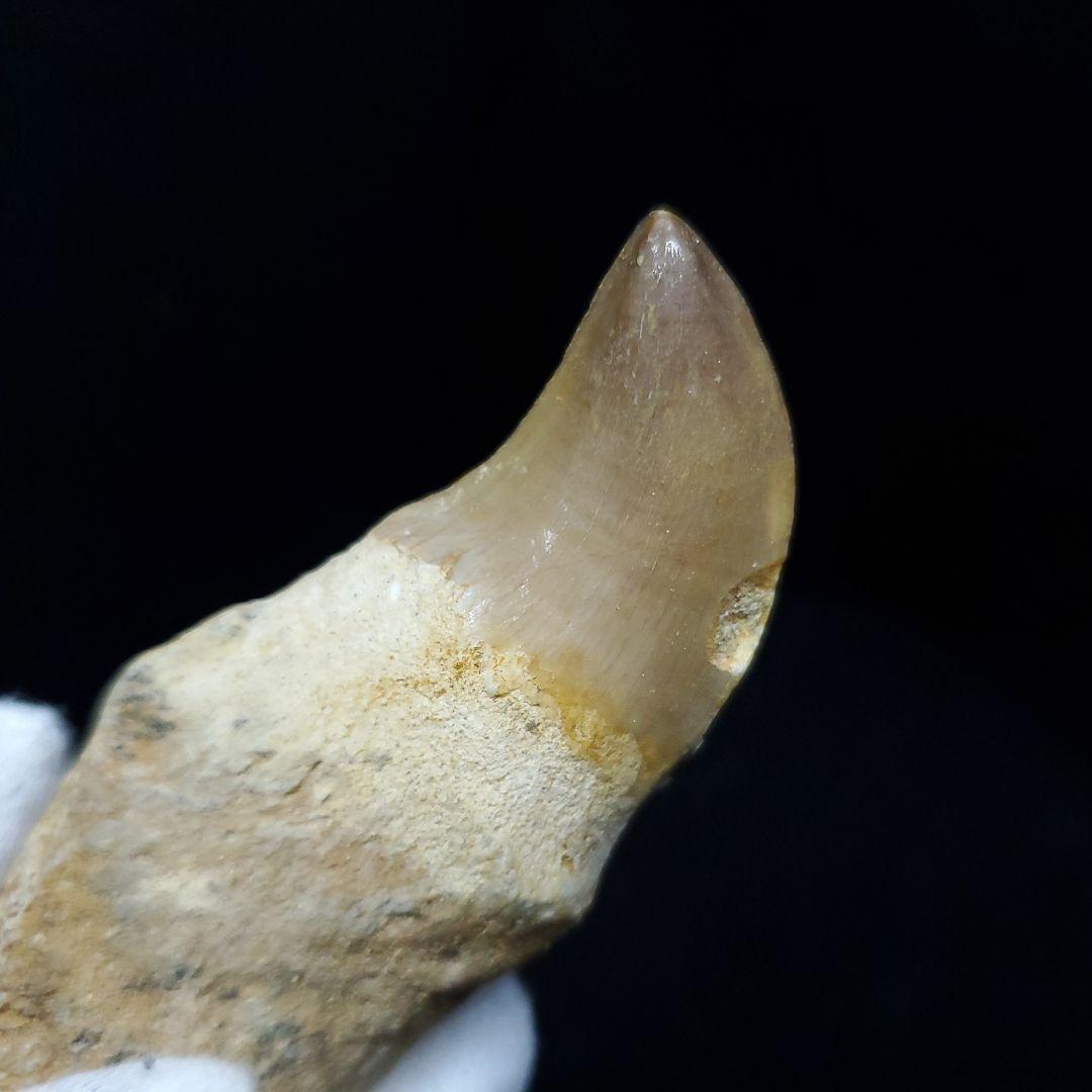 極上 歯根付き モササウルス 化石 歯 本物 70.72mm mos63