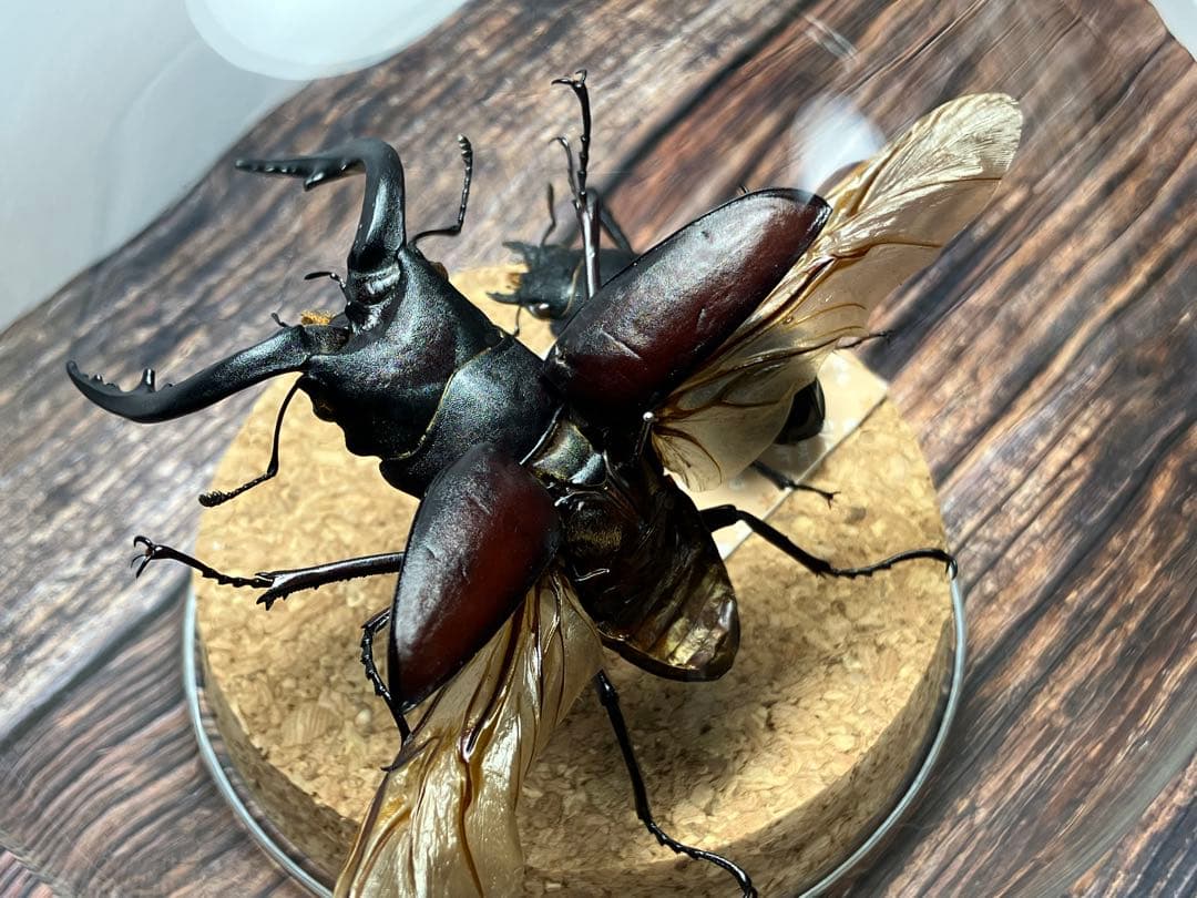 【Glass Beetle｜ノコギリクワガタ飛翔＆固定標本 ペアGB-009】