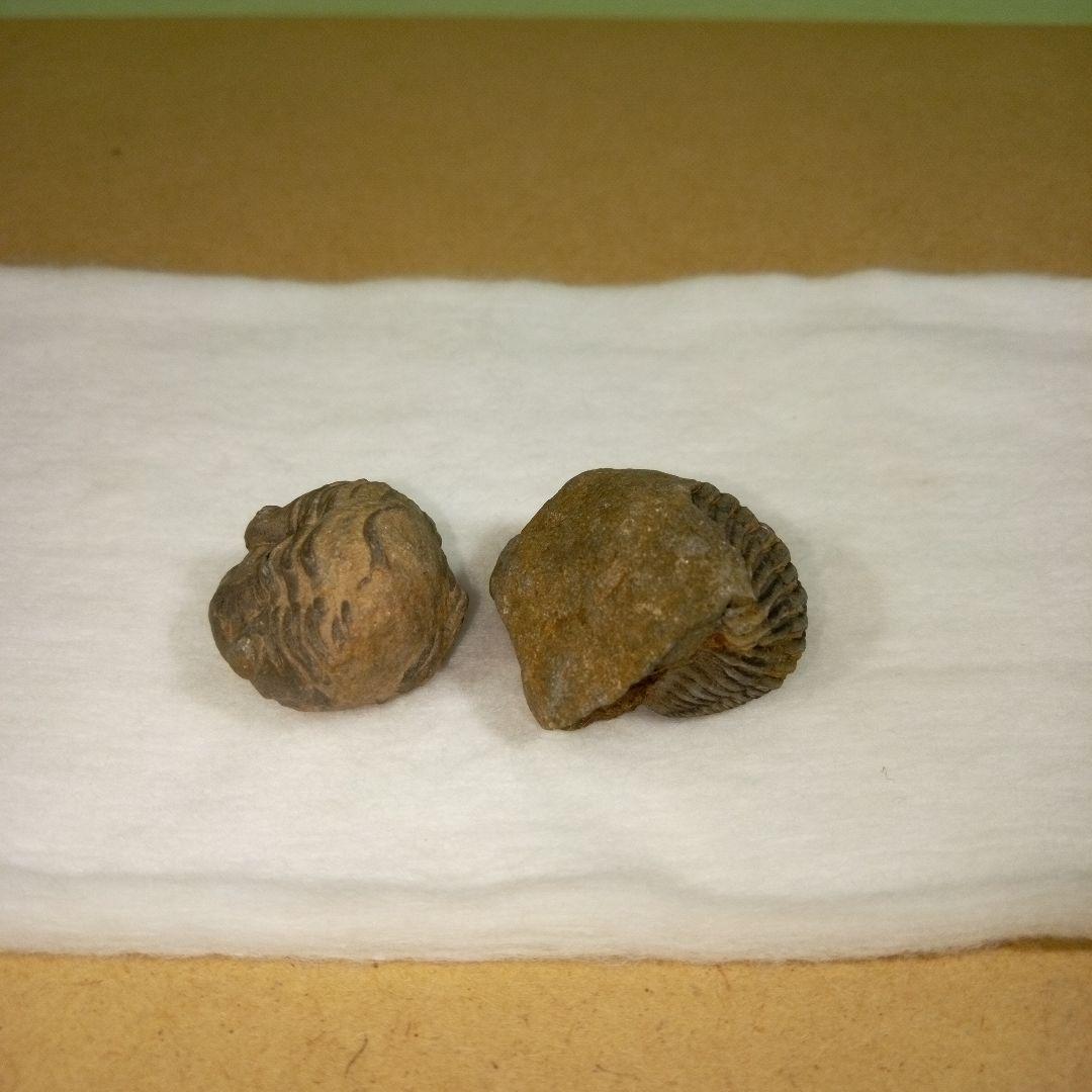 三葉虫　化石　fossil　ボリビア産　レア　Fossil判別⑥