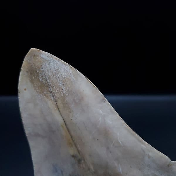 極上 メガロドン 歯 化石 本物 インドネシア産 144.31mm mg1