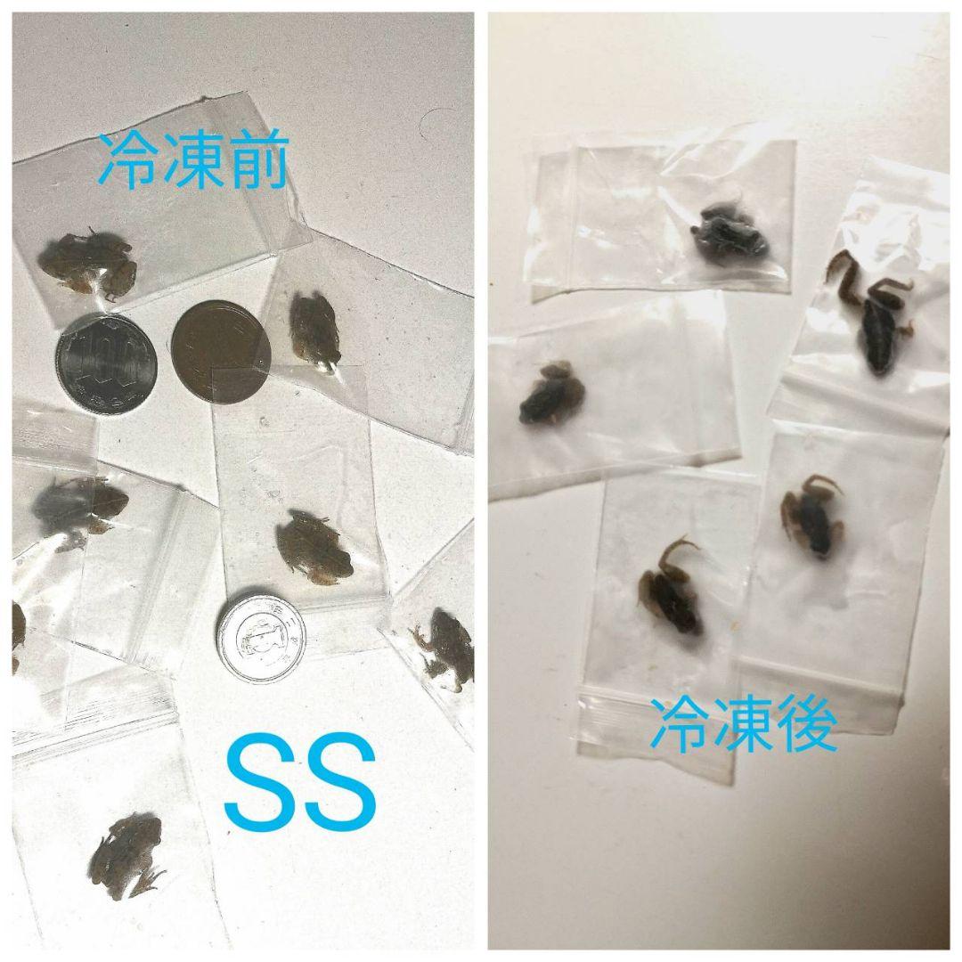 480匹【冷凍】SS 餌用カエル ヌマガエル 蛇の餌 アフリカツメガエルの代用