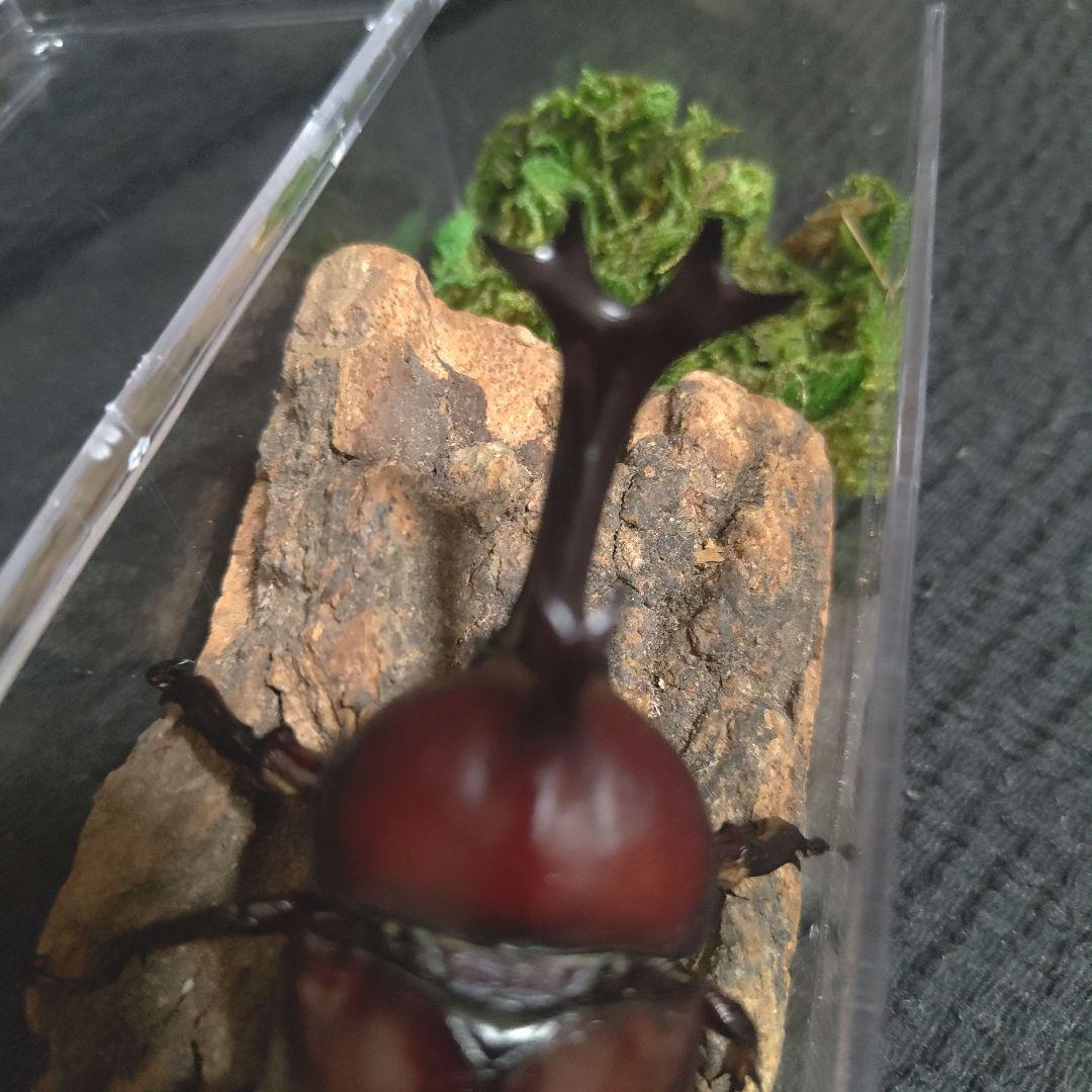 角極太野生標本超特大レッドカブトムシ82mm頭角19.3mm胸角5.7mmぐらい