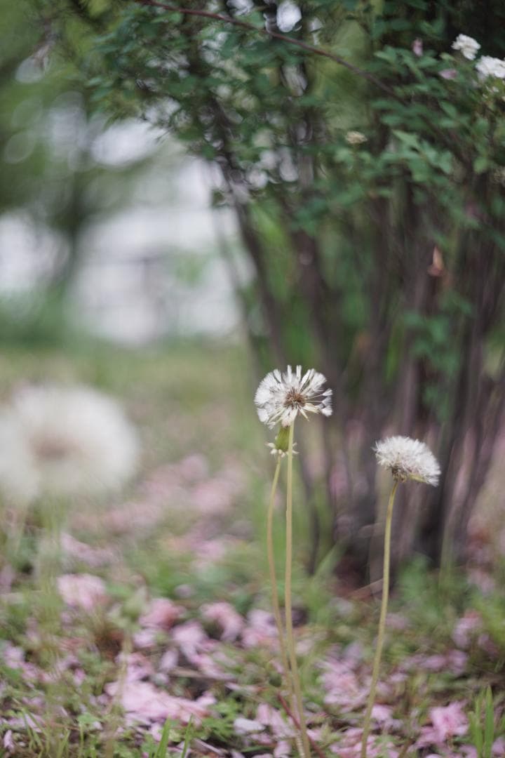 Summitar 50mm f2 戦前最初期コーティングあり 山崎磨き？軍事用？