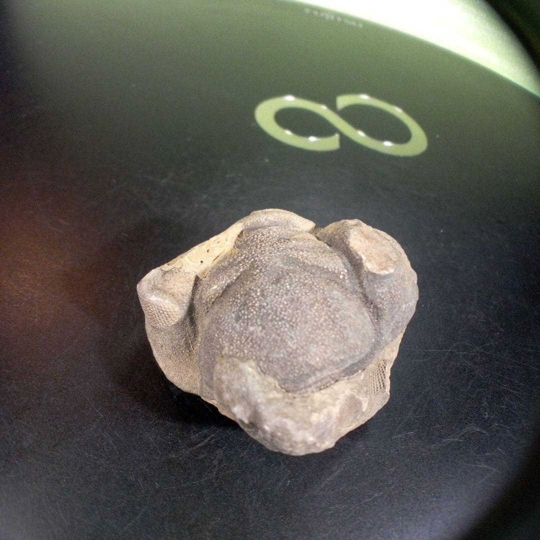 三葉虫　化石　fossil　ボリビア産　trilobite　ボリビア三葉虫郡⑨