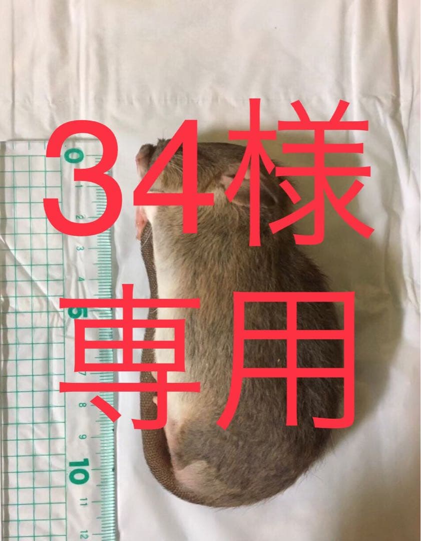 冷凍ADL10 S20 SM20 M20