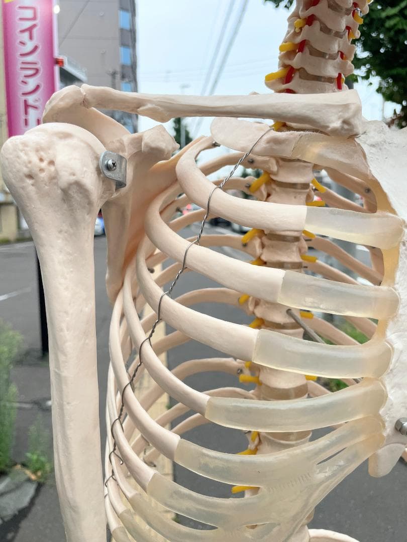 札幌市引取限定。等身大 骨格標本　骸骨模型　180cm　人体模型