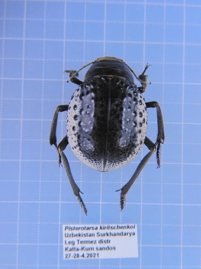 ウズベキスタン産　ゴミムシダマシ　26mm