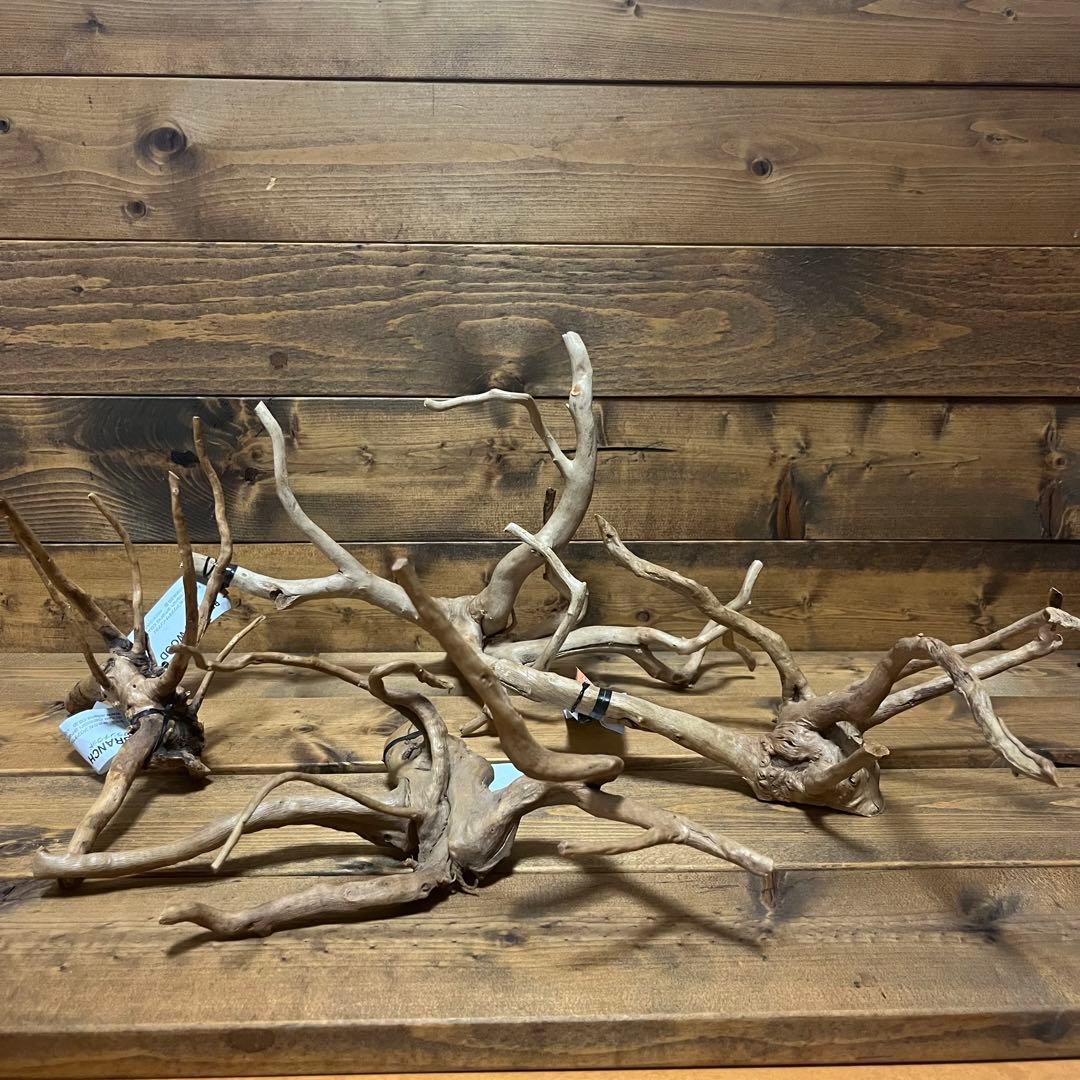 【厳選流木】　ADA社　ブランチウッド4本　2025年カレンダーおまけ付き