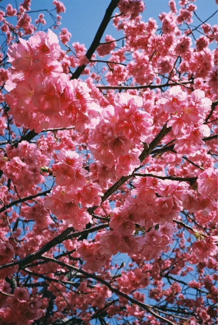 フィルムカメラ CONTAX T3 DATA BACK T3D