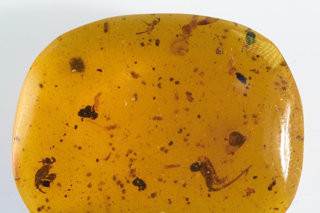 レア極上品 pa0010虫入り琥珀化石　ミャンマーカムティかタナイ9900万年前