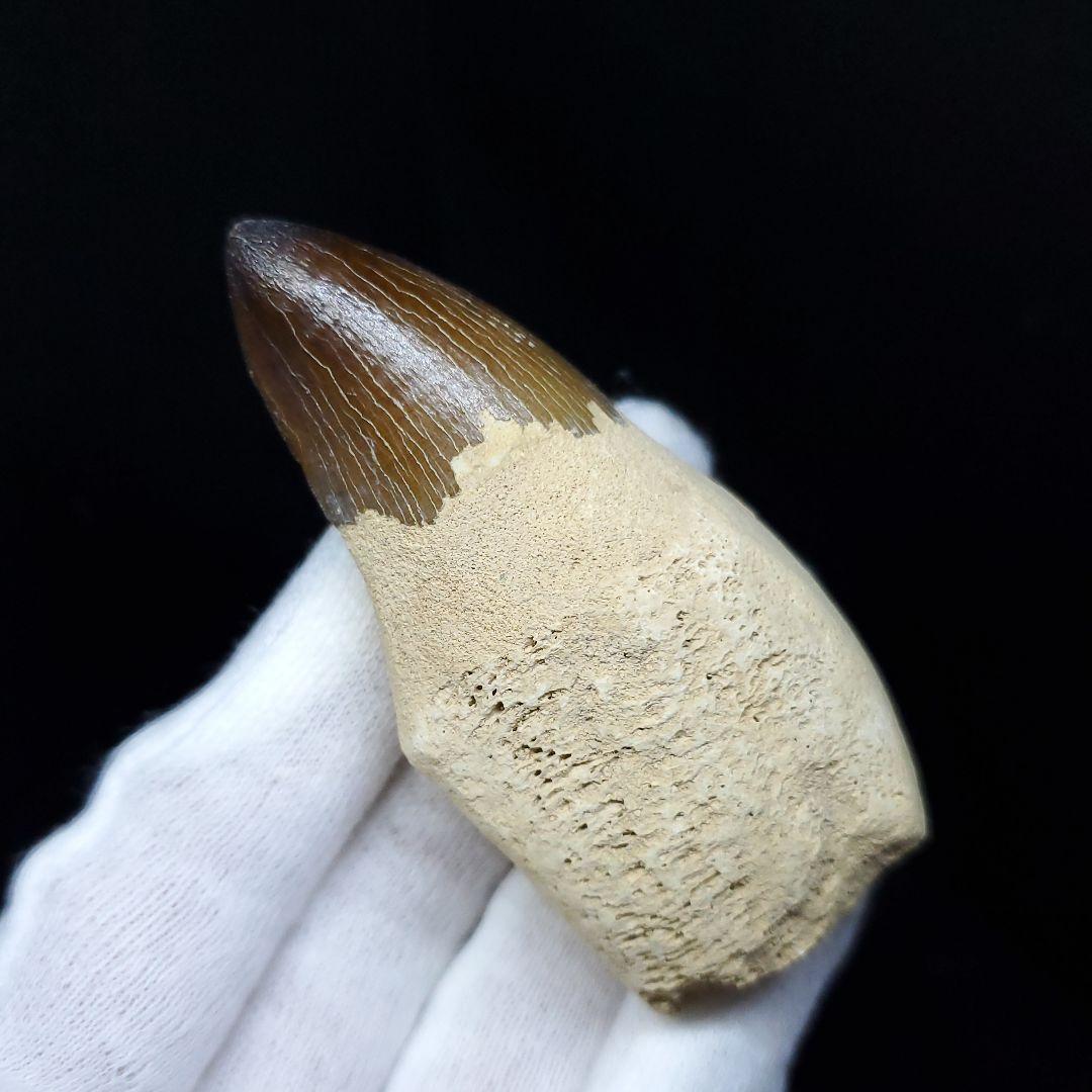 極上 歯根付き モササウルス 化石 歯 本物 70.39mm  mos62