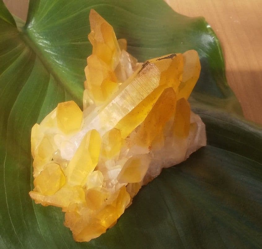 希少 クラスター ゴールデンヒーラー　上質！