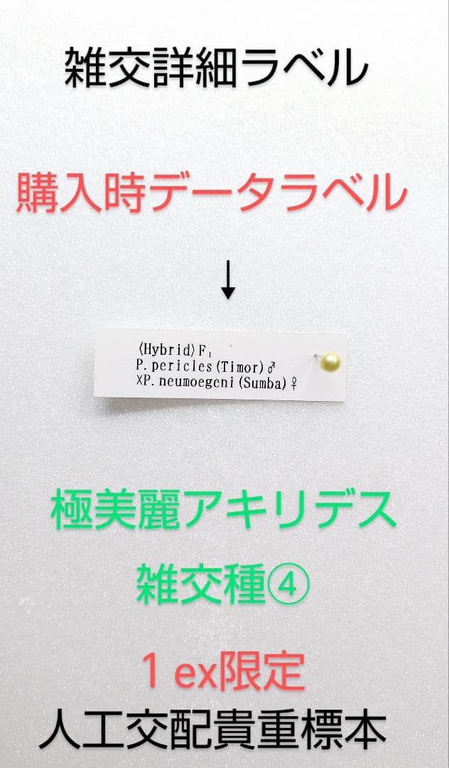 極美麗アキリデス 雑交種④ 1 ex 68mm人工交配標本詳細データ