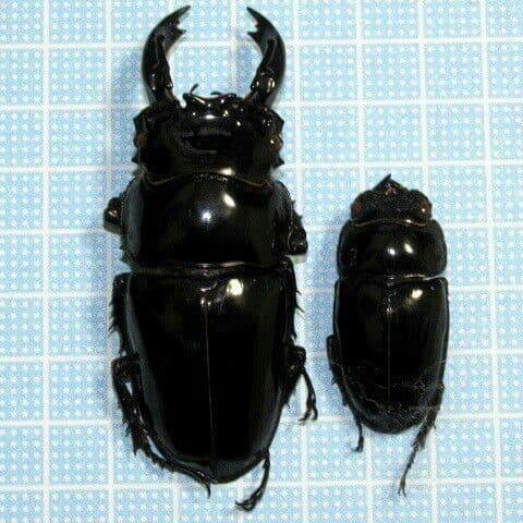 カメルーン産 カールウエルマニー（ タランドス ） レギウス ペア