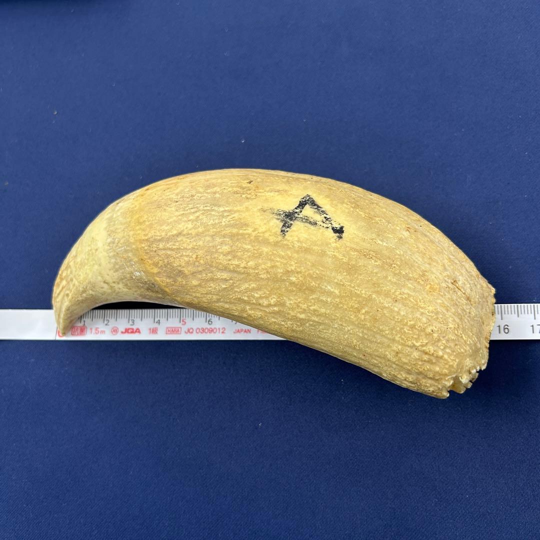 鯨の歯 牙 マッコウクジラ 重量378.1g レア 希少 大きめ 重め キバ