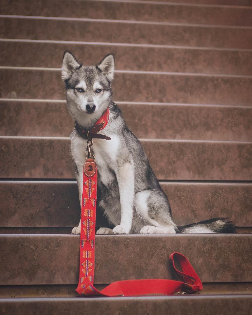 Etna Red スペイン製 高級犬用リード（小型犬　中型犬）