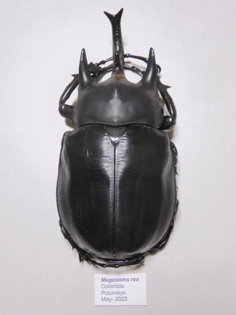 コロンビア産　レックスゾウカブト　112mm
