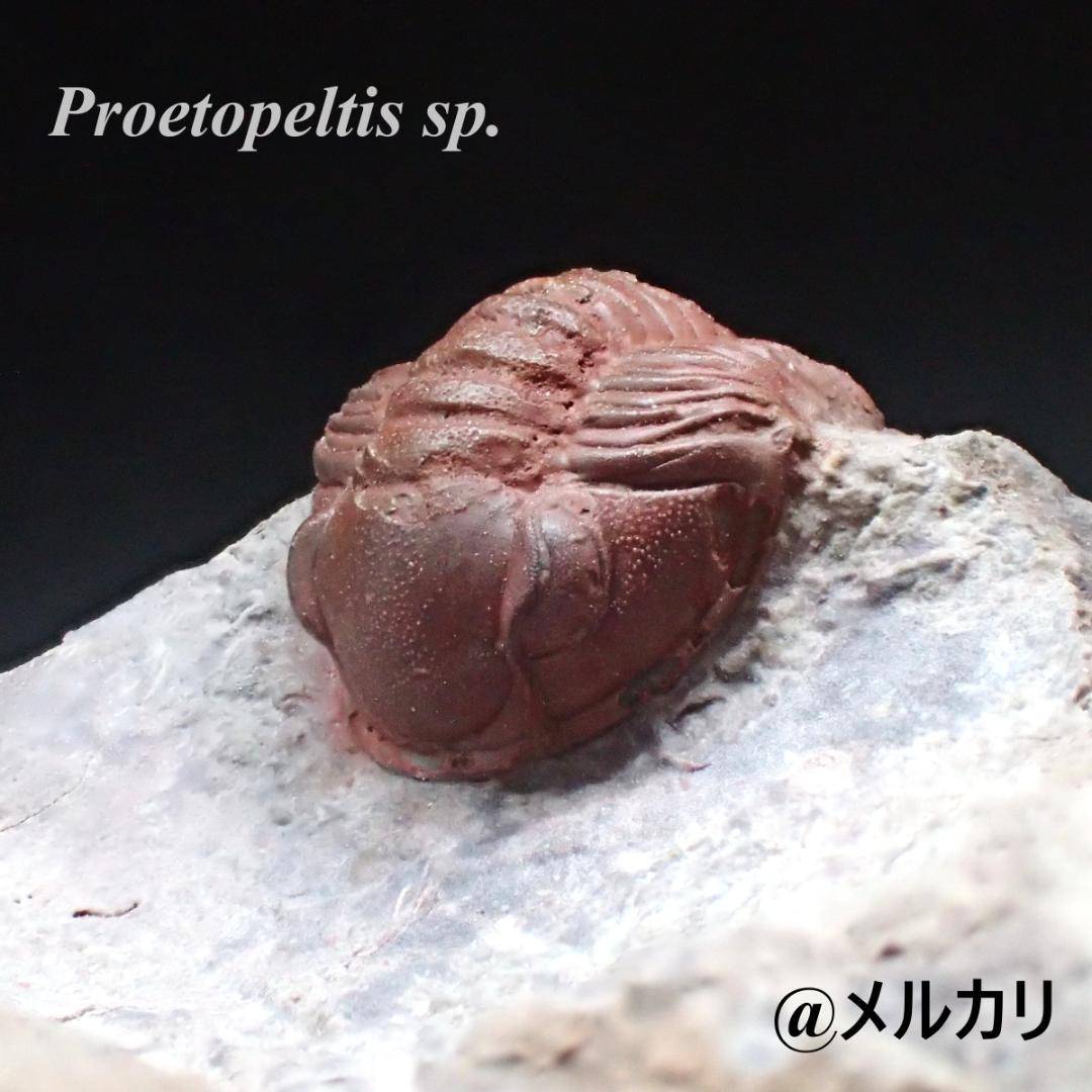 赤い三葉虫の化石 プロエトペルティス モロッコ産 本物保証